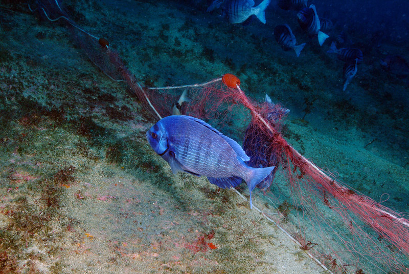 Continua la riproduzione di Spondyliosoma cantharus